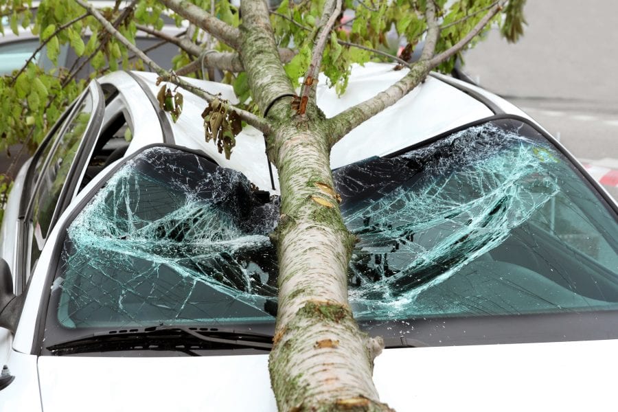 Carolina Collision and Frame Service | Tree resting on the cracked windshield of a damaged car after it fell on it