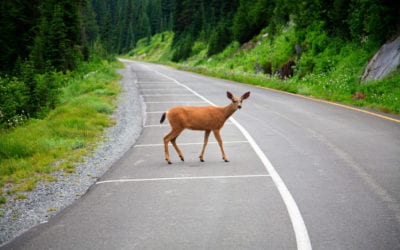 3 Ways to Avoid Animals in the Road