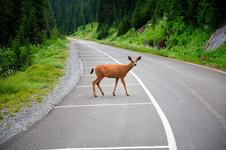 Carolina Collision and Frame Service | Deer crossing a stretch of road in a wooded setting