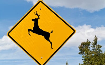 What to Do if You Hit an Animal in the Road